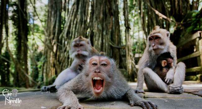 Unique Features of the Sacred Monkey Forest